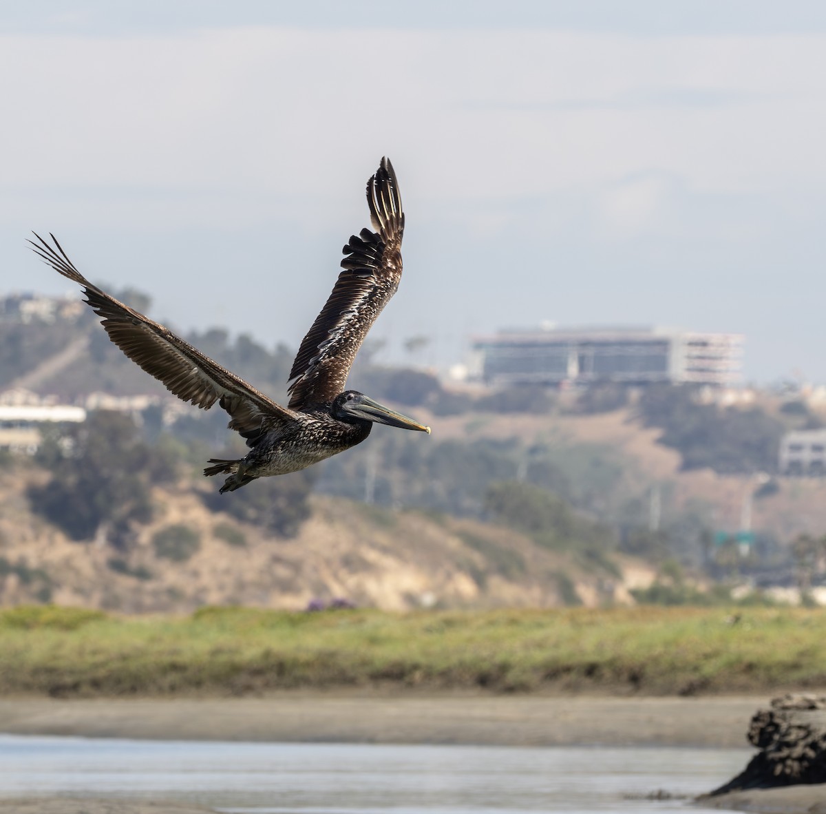 Pelícano Pardo - ML645620171