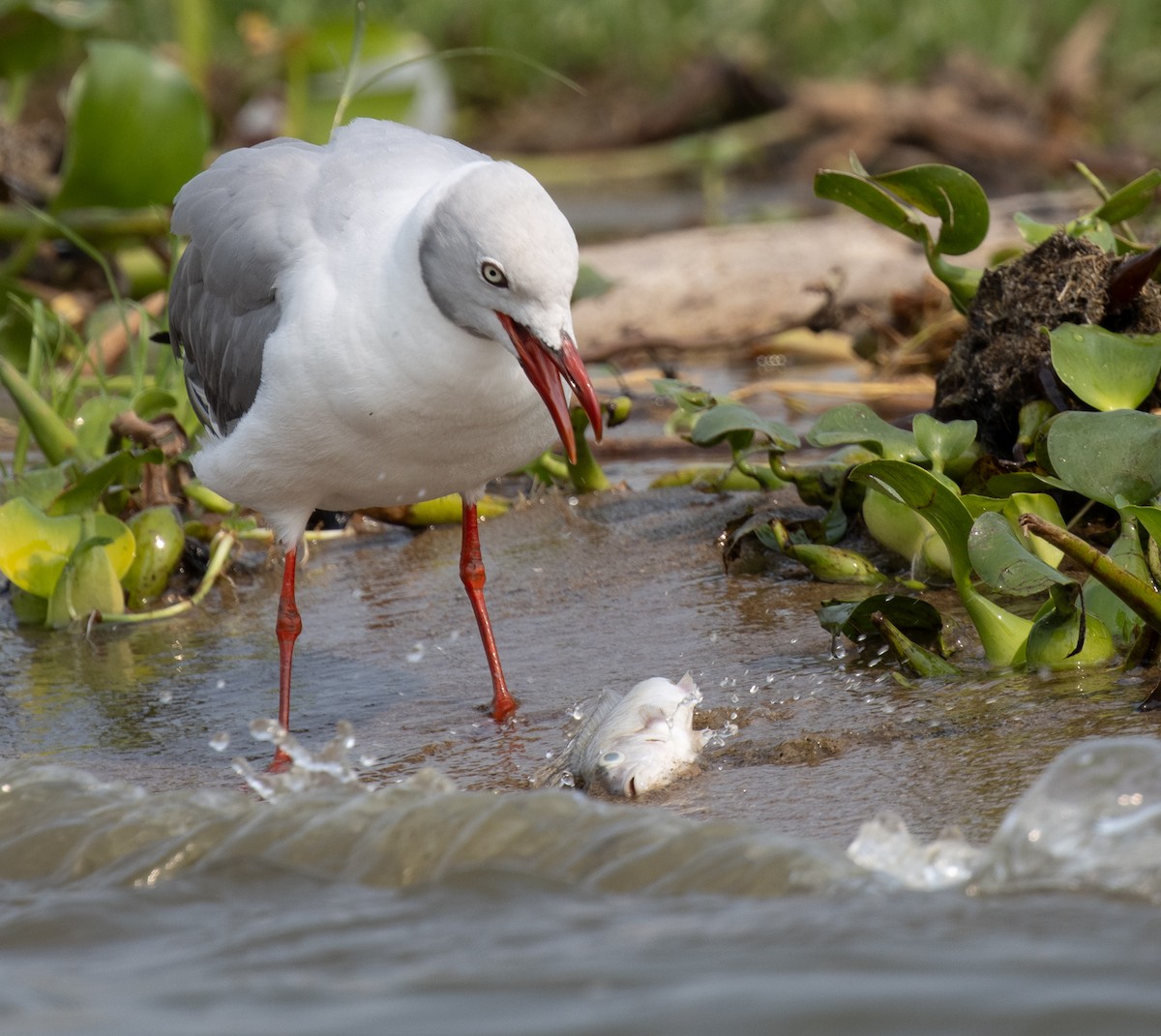 Gray-hooded Gull - ML645620172
