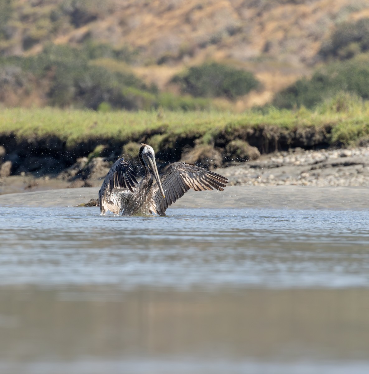 Pelícano Pardo - ML645620173