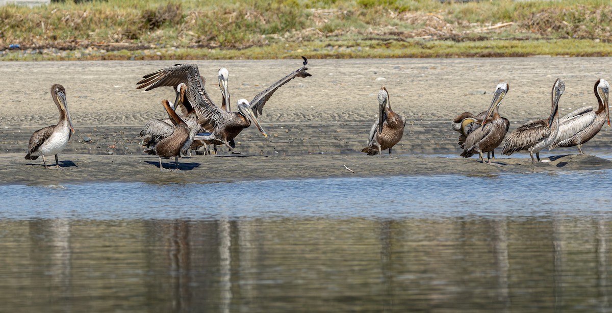 Pelícano Pardo - ML645620174