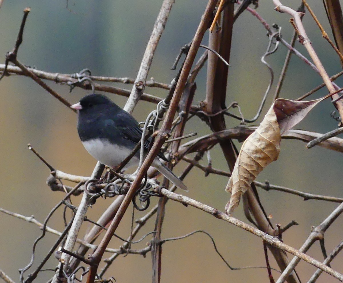 Dark-eyed Junco - ML645620175