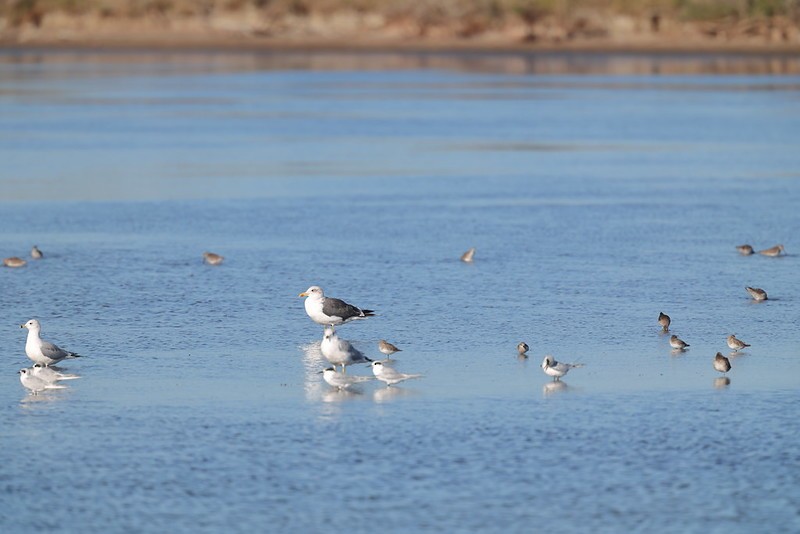 Zafferano - ML645620176