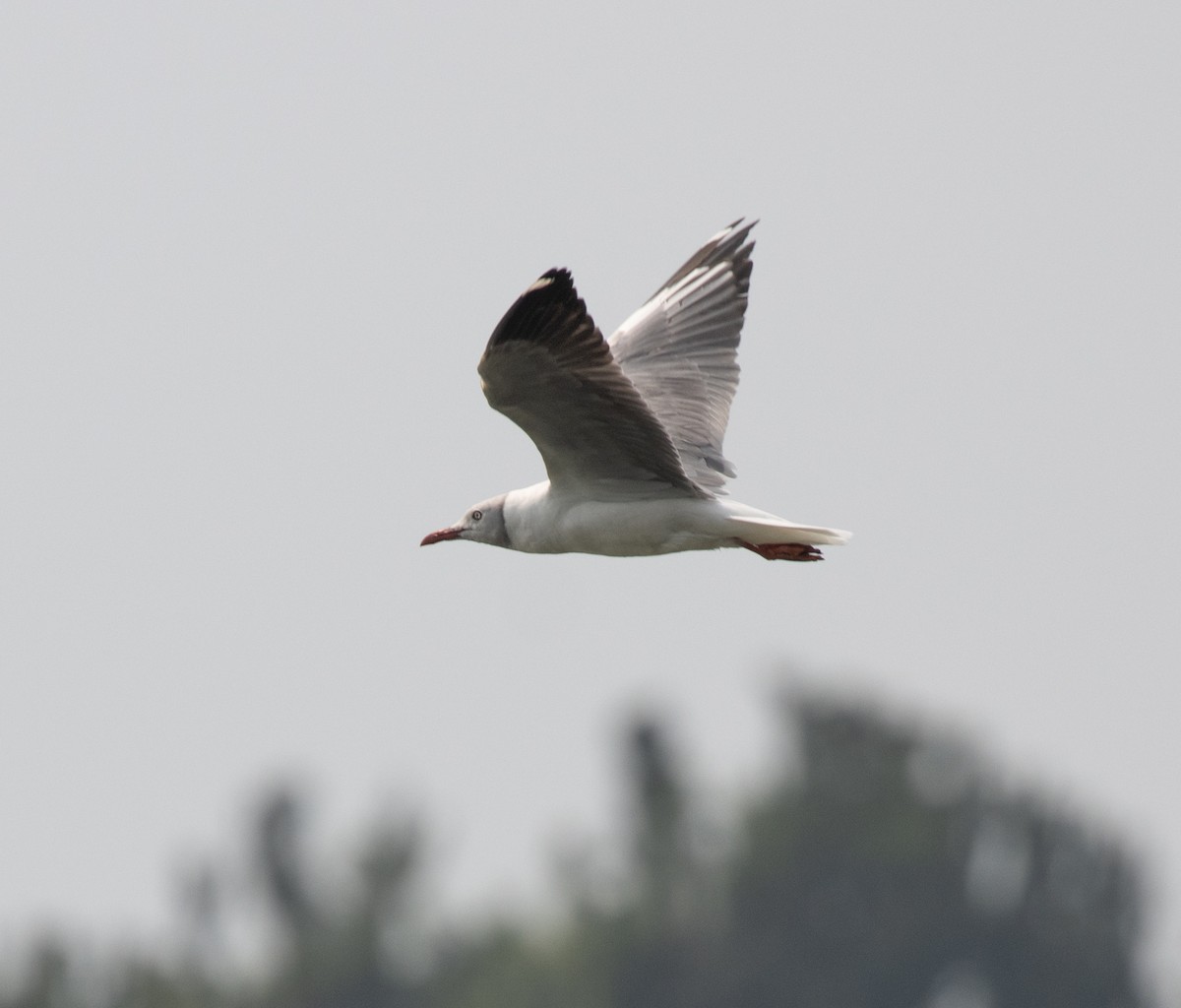 Gray-hooded Gull - ML645620178