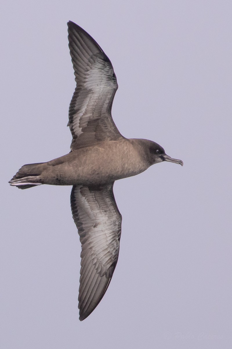 Sooty Shearwater - ML645620182