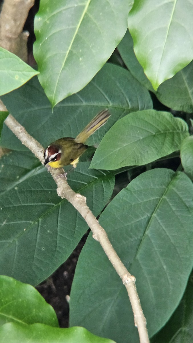 Paruline de Delattre - ML645620185