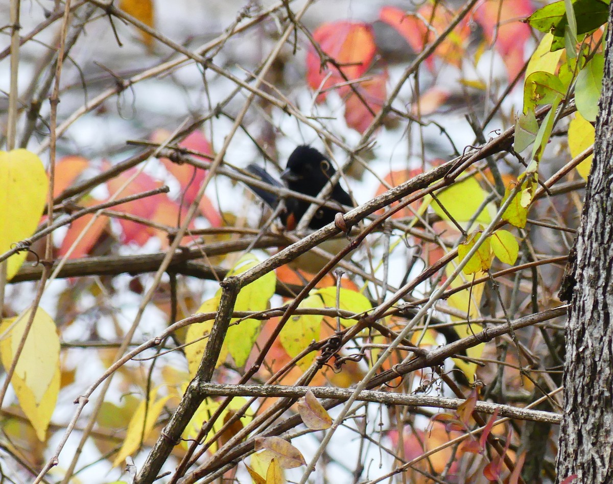 Eastern Towhee - ML645620191