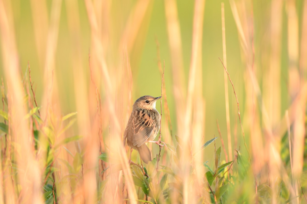 Lanceolated Warbler - ML645620199