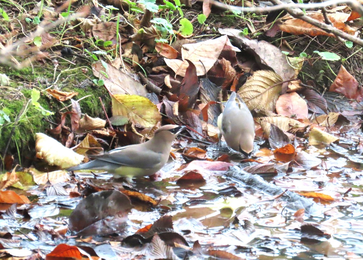 Cedar Waxwing - ML645620213