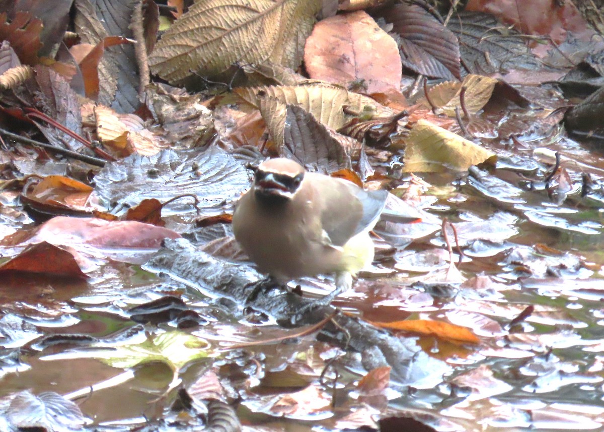 Cedar Waxwing - ML645620214