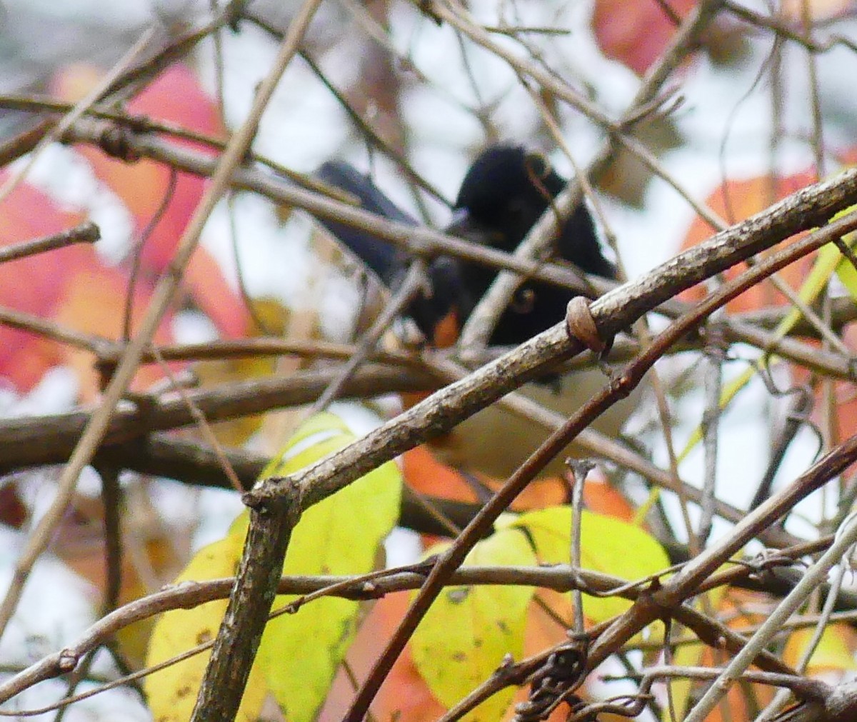 Eastern Towhee - ML645620215