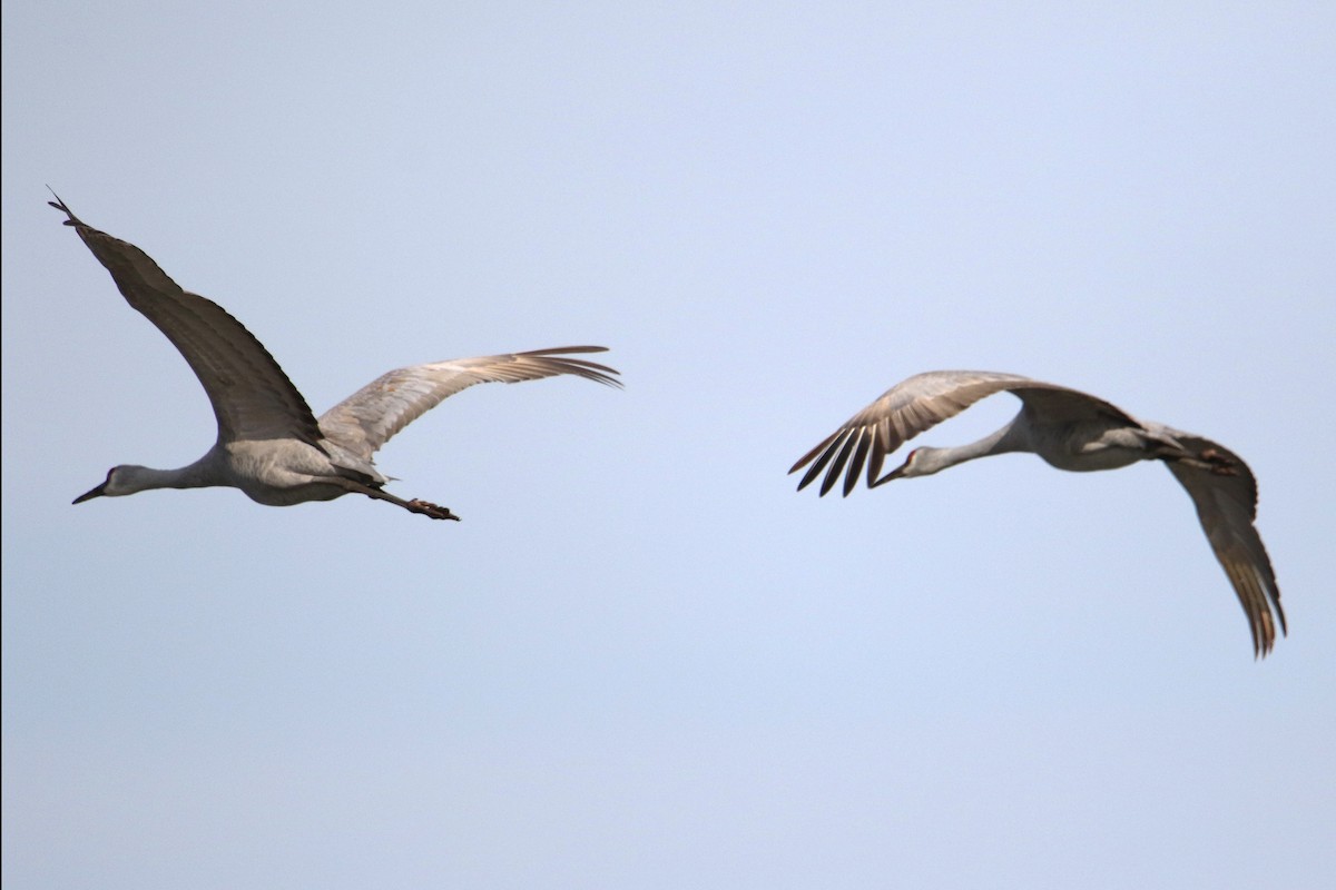 jeřáb kanadský - ML645620224