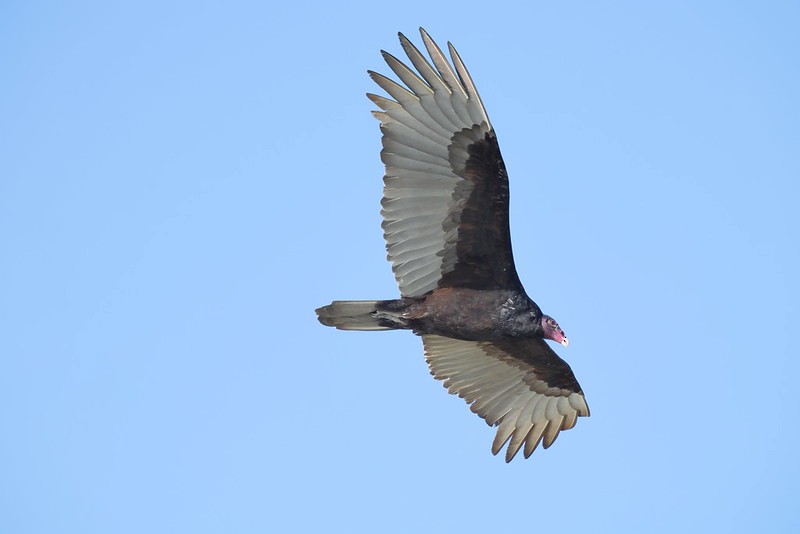 Turkey Vulture - ML645620251