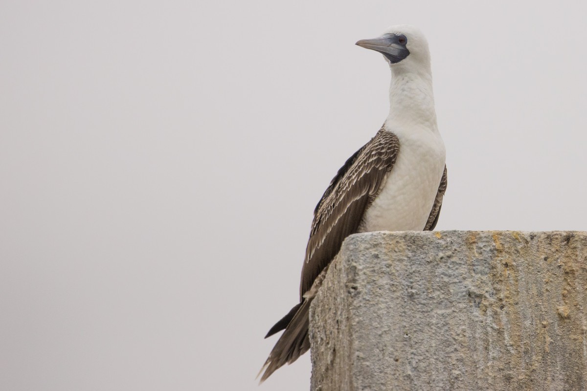 Peruvian Booby - ML645620257