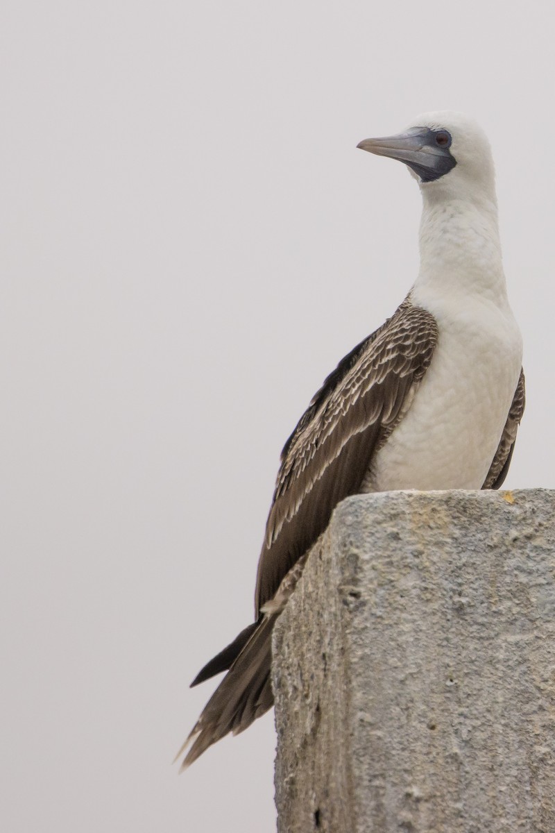 Peruvian Booby - ML645620260