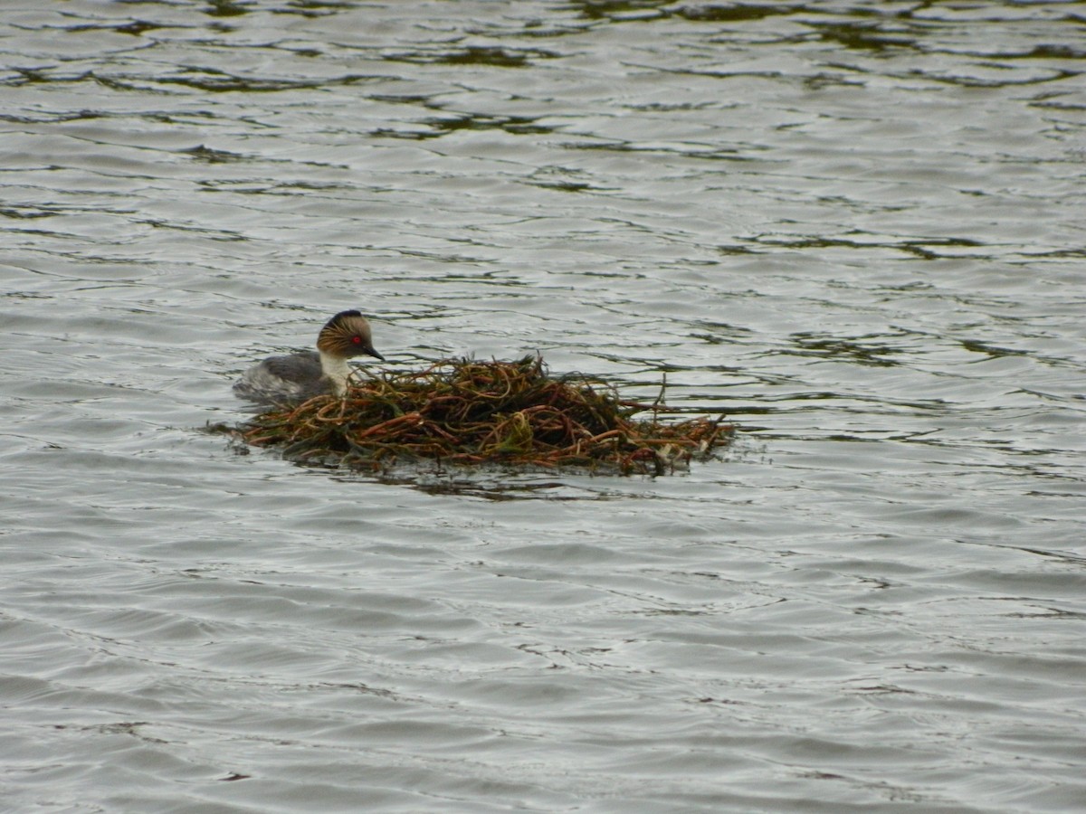 potápka stříbřitá - ML645620264