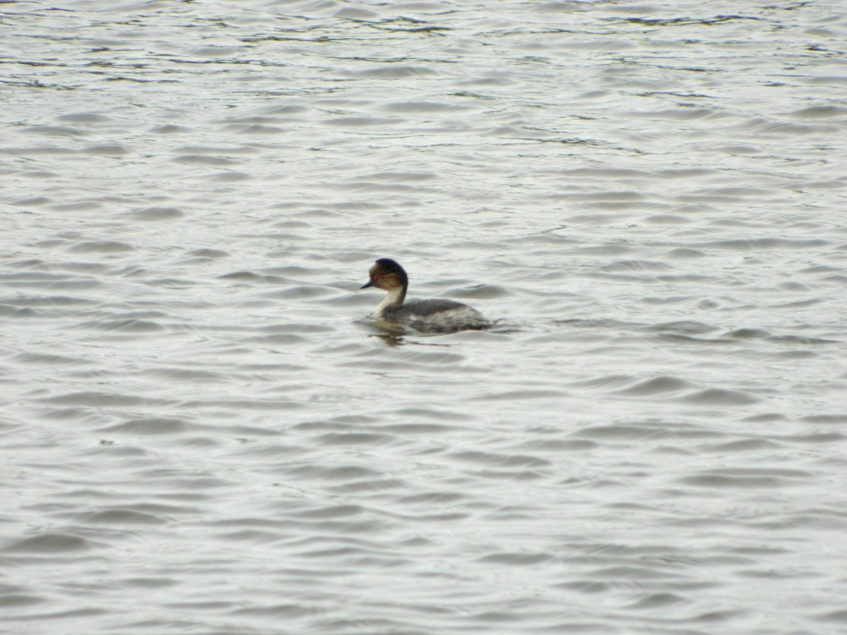 potápka stříbřitá - ML645620270