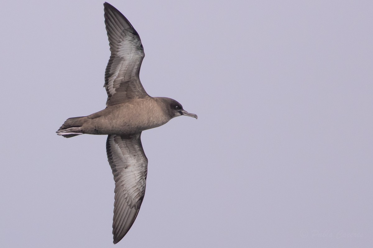 Sooty Shearwater - ML645620271