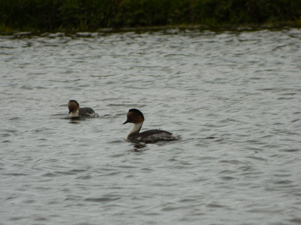 potápka stříbřitá - ML645620272