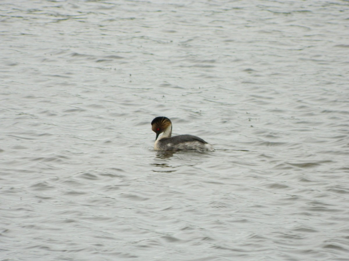 potápka stříbřitá - ML645620274