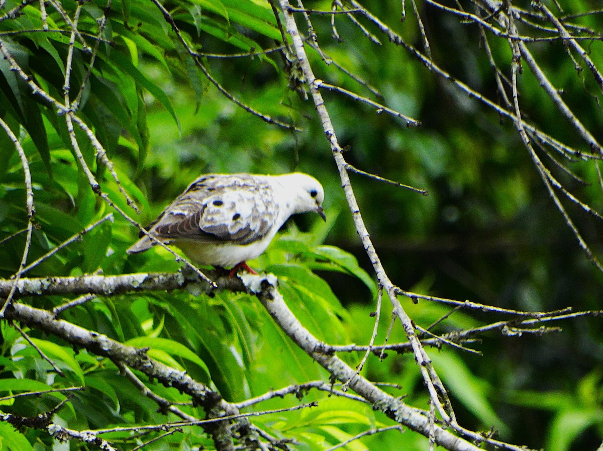Eared Dove - ML645620275
