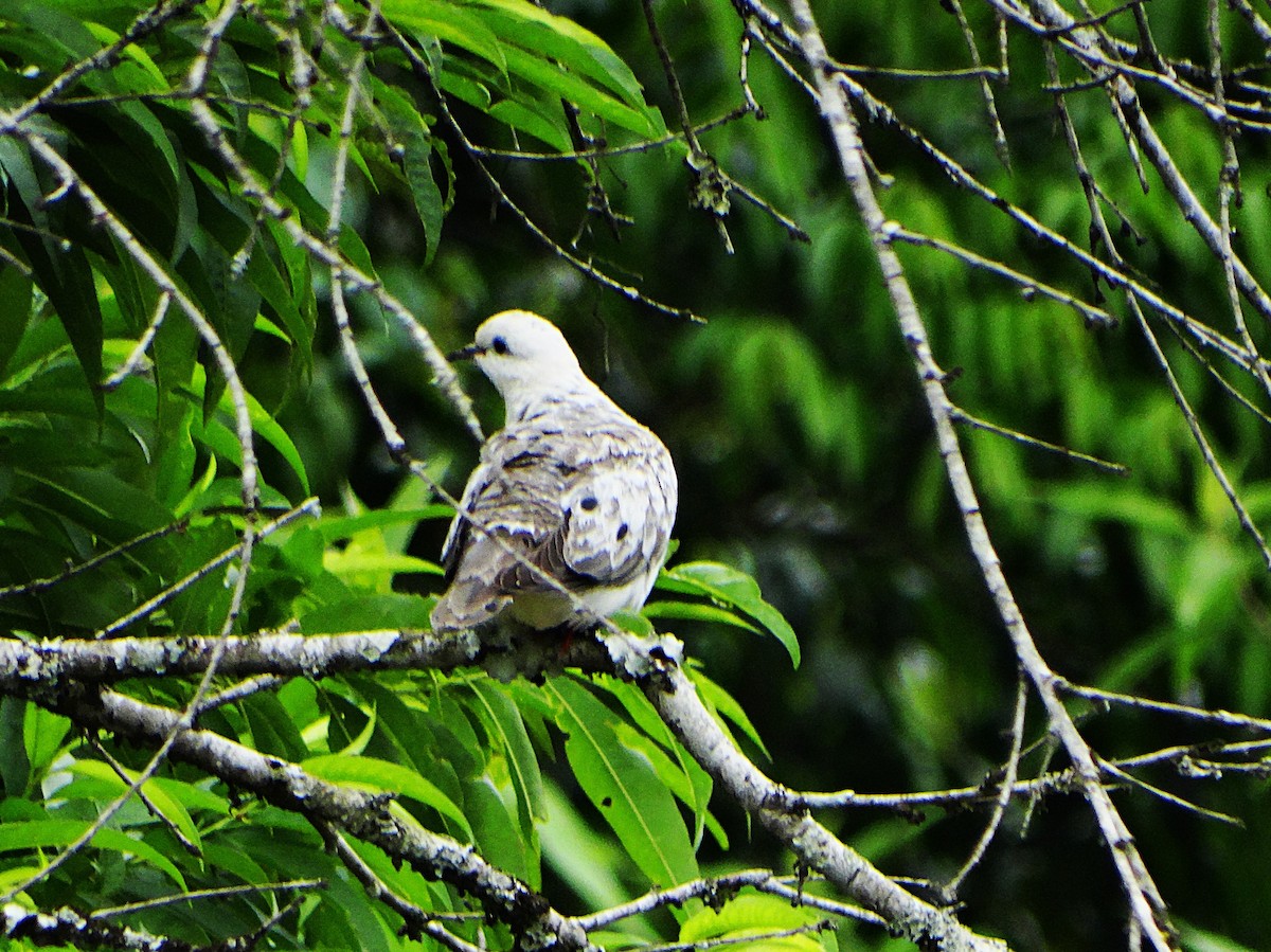 Eared Dove - ML645620276