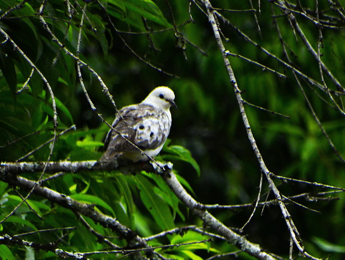 Eared Dove - ML645620277
