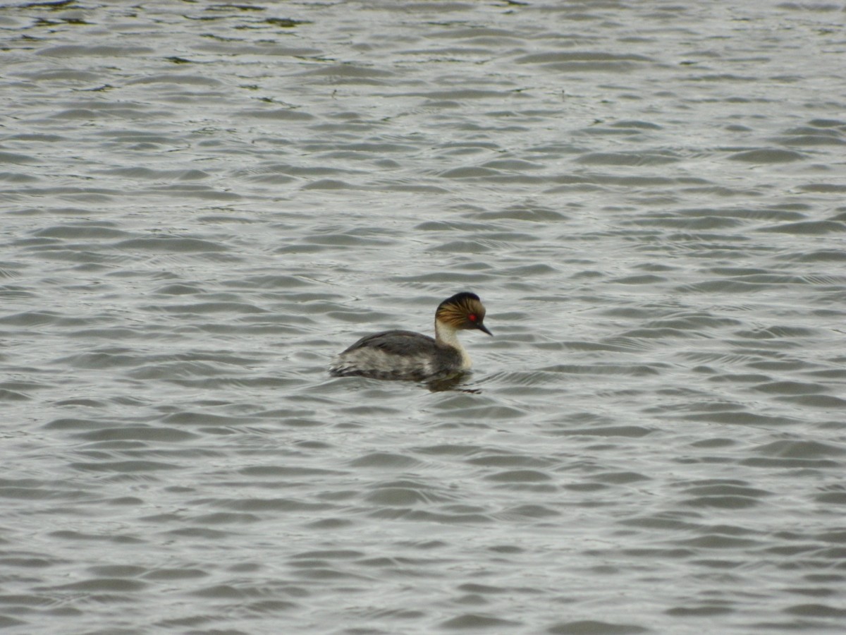 potápka stříbřitá - ML645620278