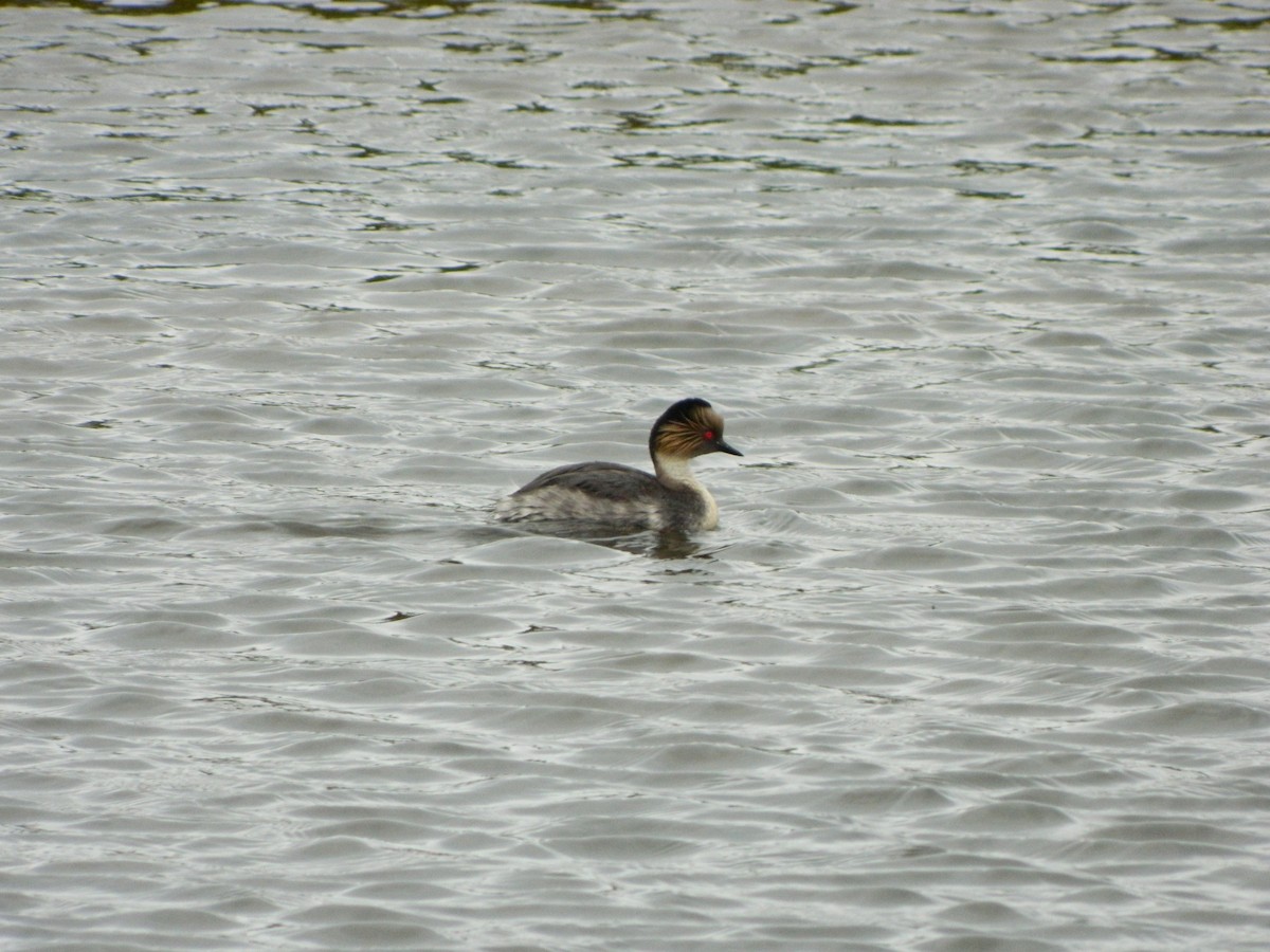 potápka stříbřitá - ML645620283