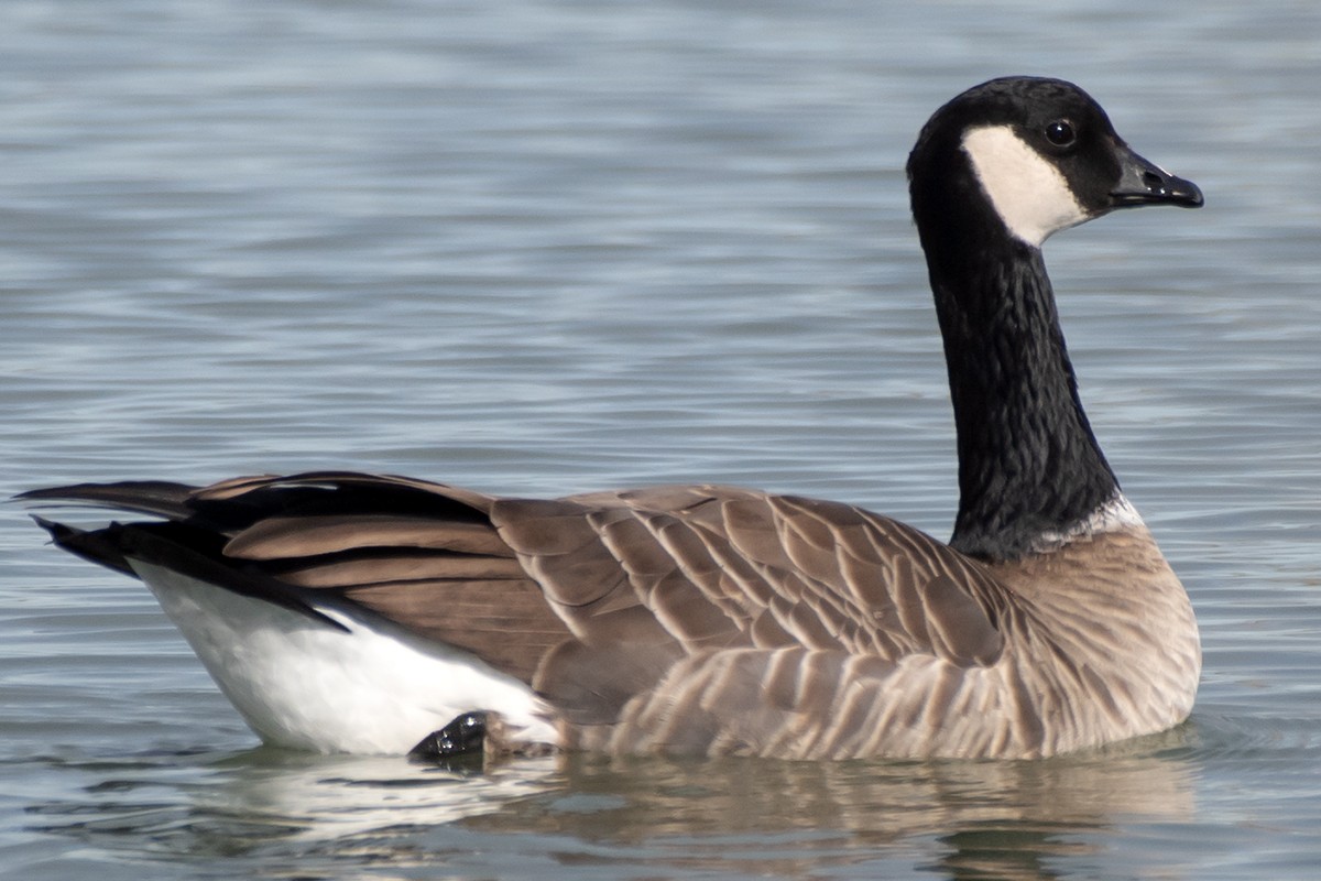 小加拿大雁 - ML645620289