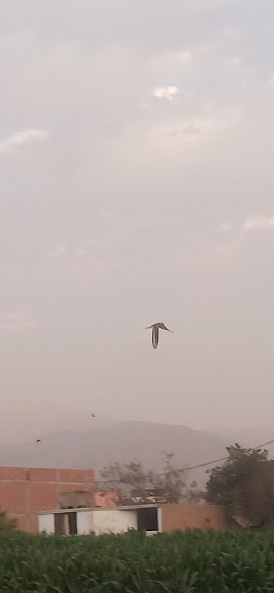 Killdeer - ML645620298