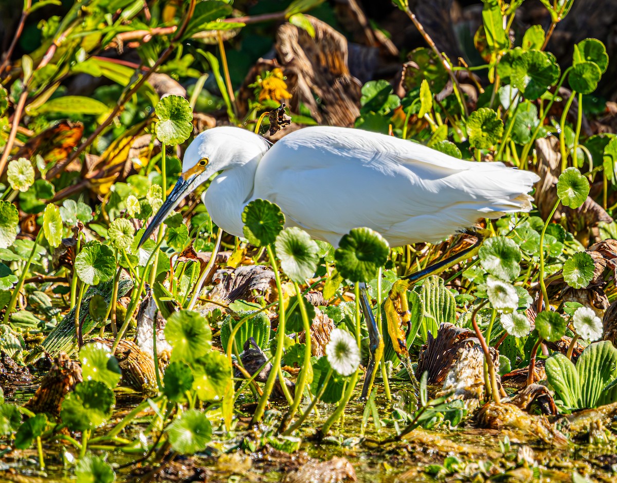 Snowy Egret - ML645620314