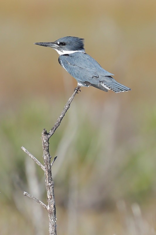 Belted Kingfisher - ML645620315
