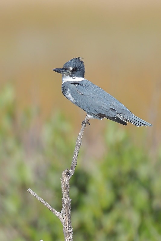 Belted Kingfisher - ML645620316
