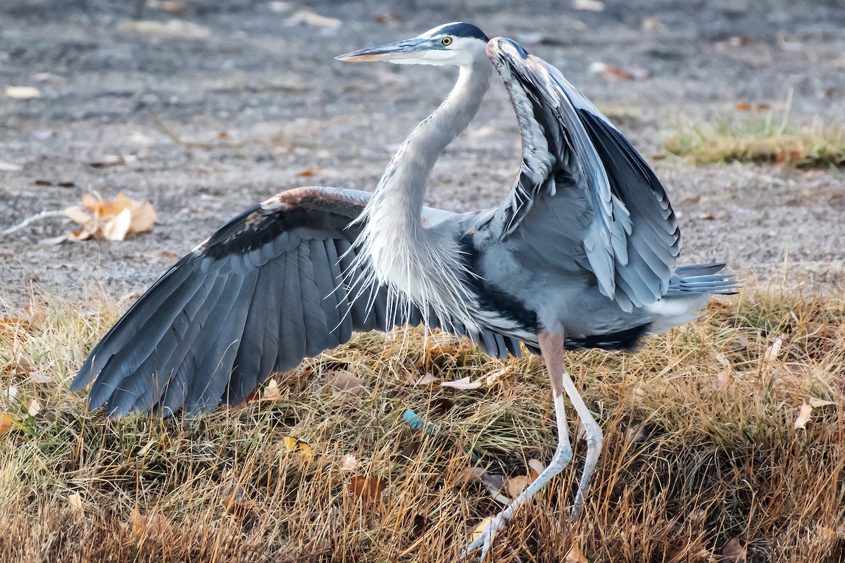 Great Blue Heron - ML645620321