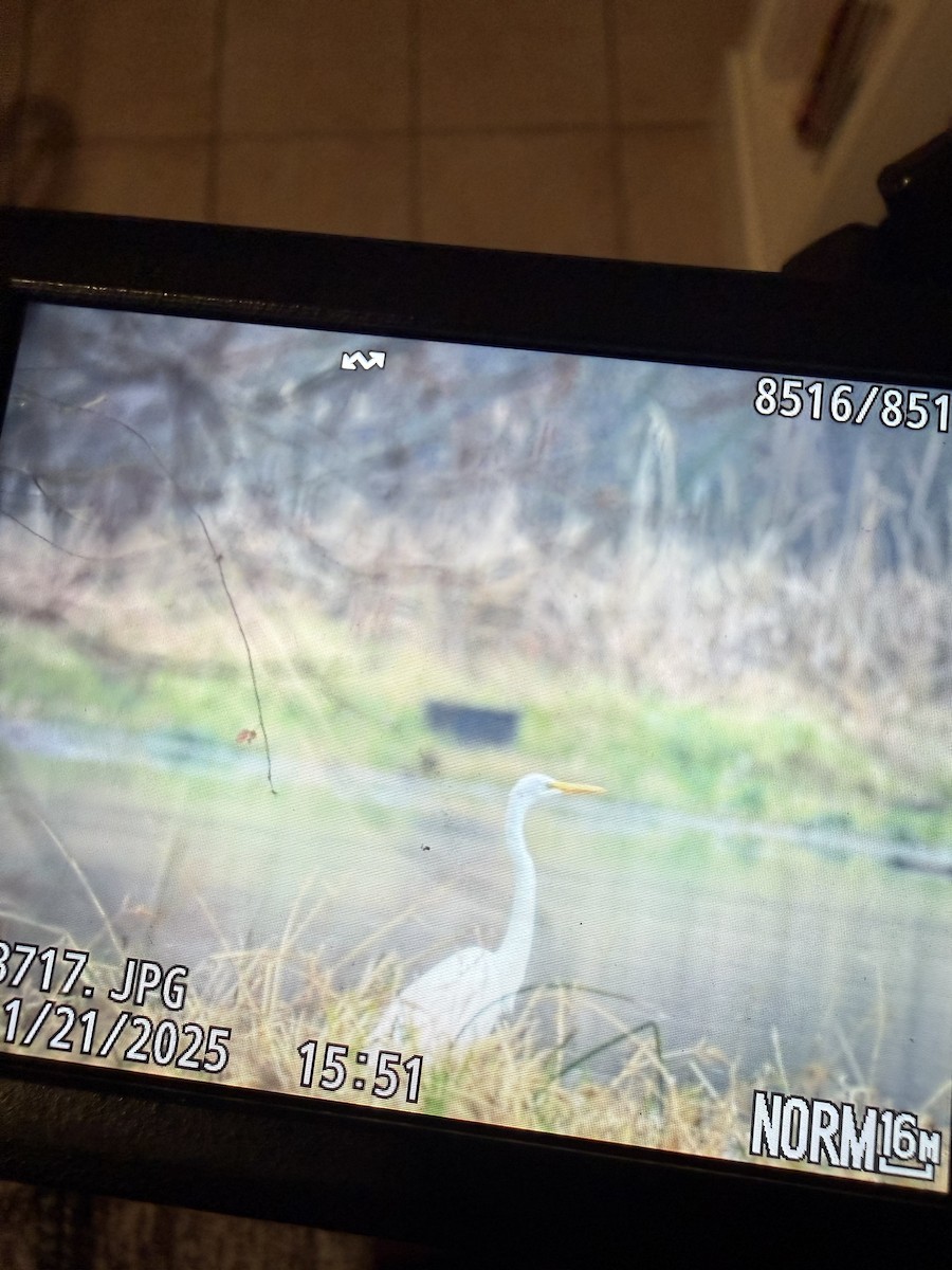 Great Egret - ML645620322