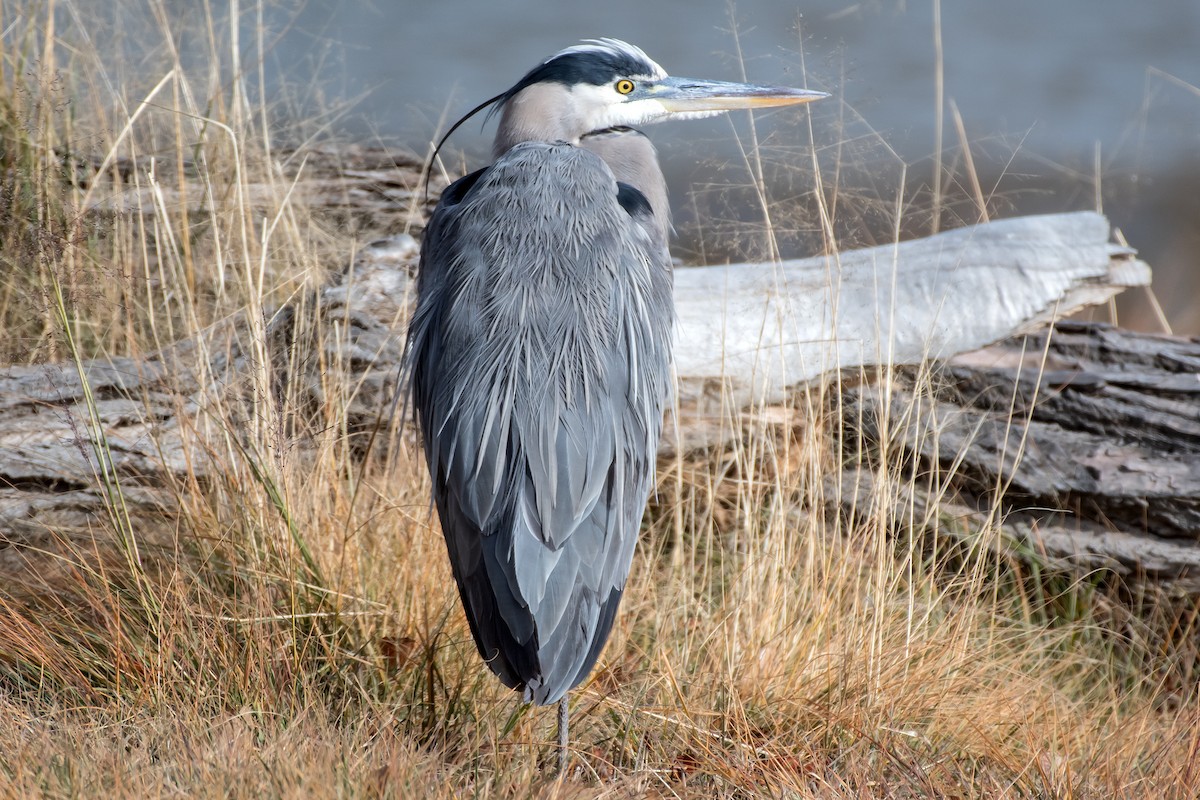 Great Blue Heron - ML645620324