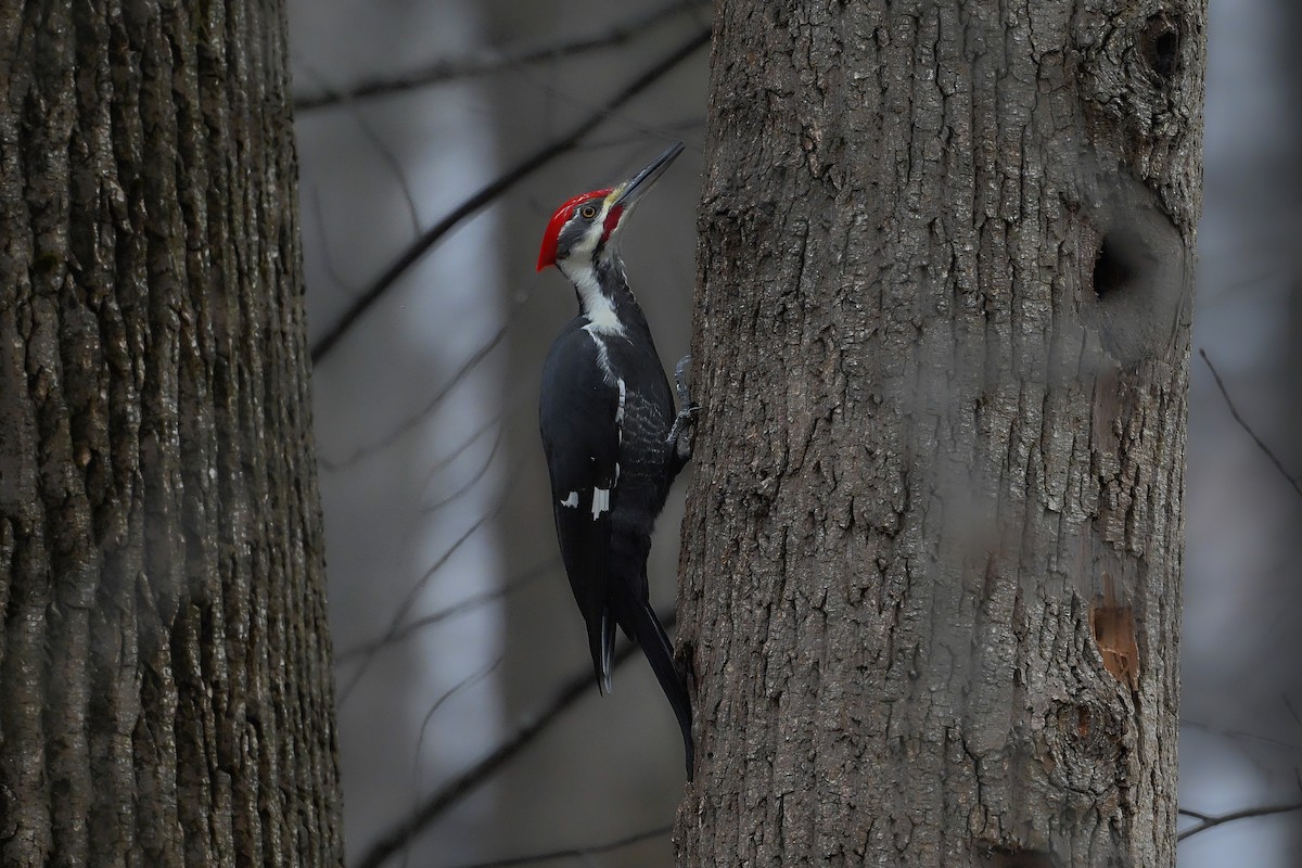 Жовна північна - ML645620327