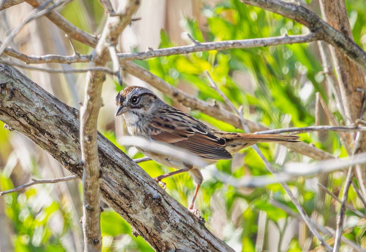Swamp Sparrow - ML645620328