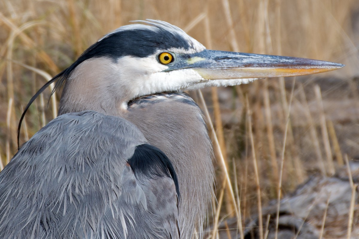 Great Blue Heron - ML645620329