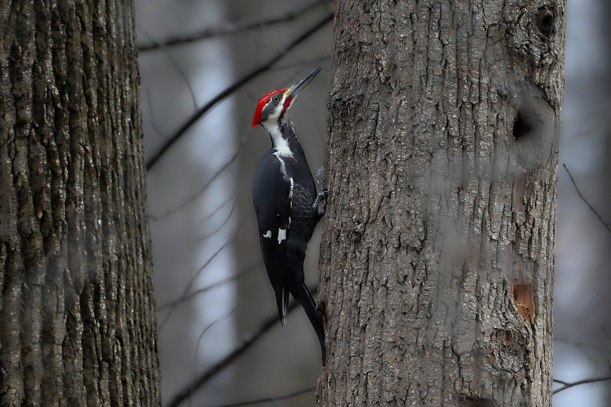 Жовна північна - ML645620330