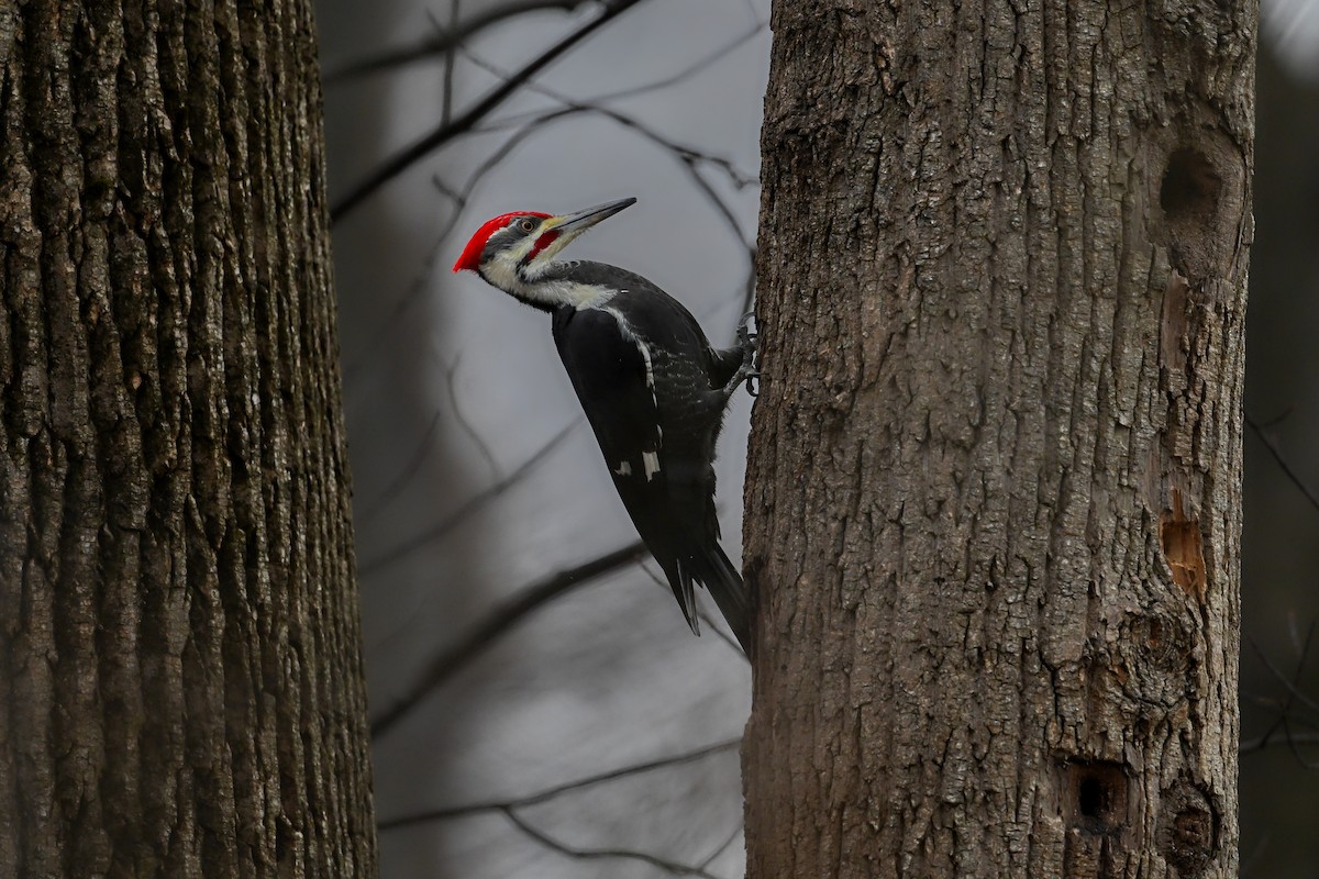 Жовна північна - ML645620331