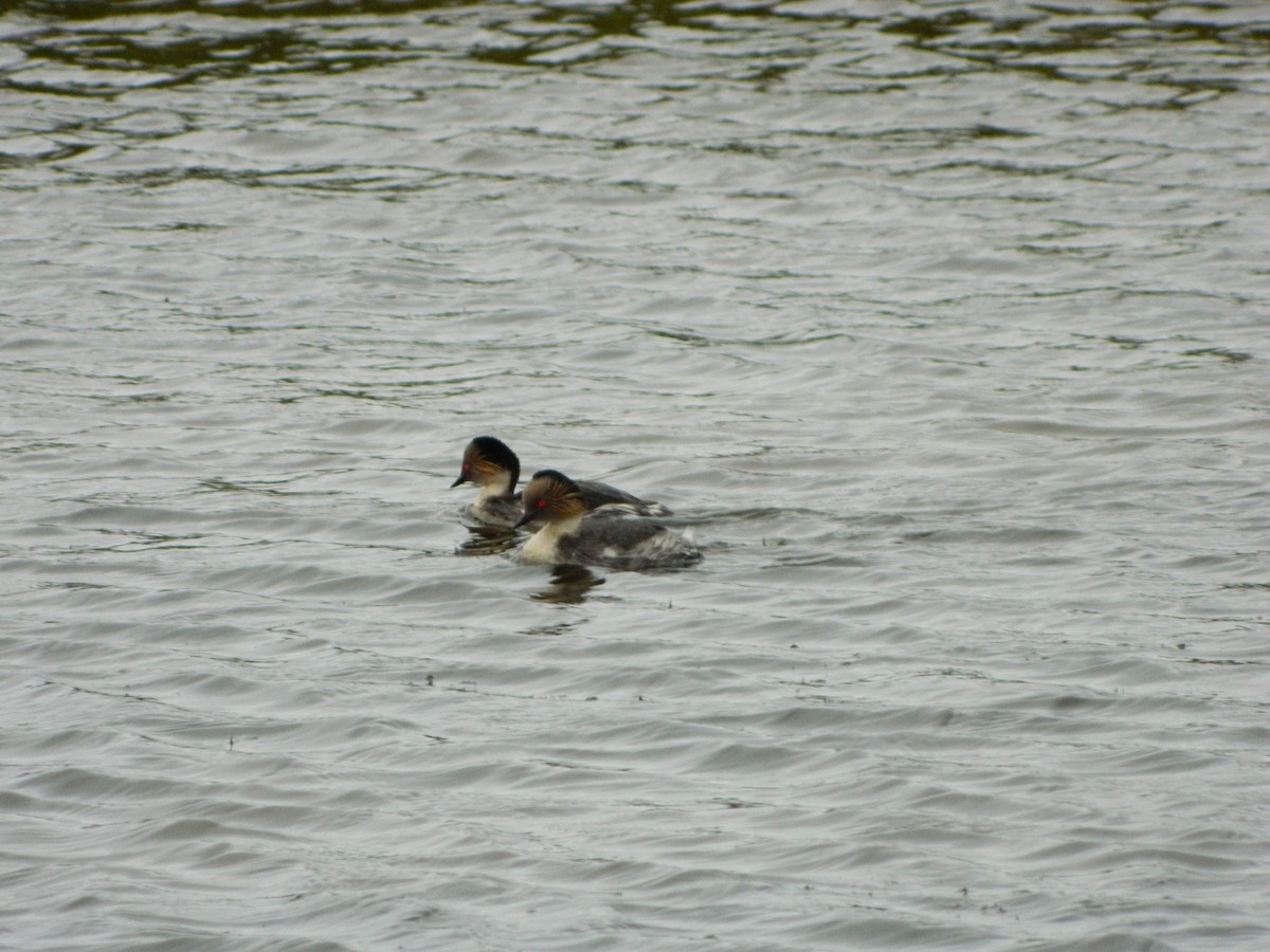 potápka stříbřitá - ML645620334