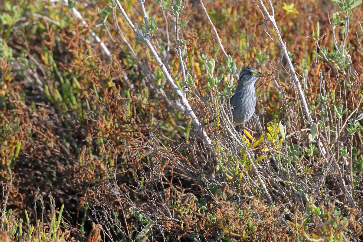 Seaside Sparrow - ML645620342