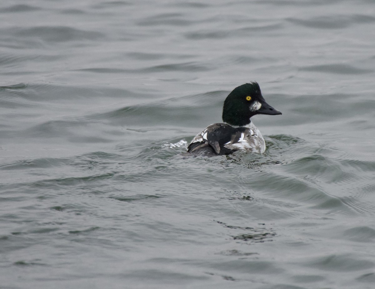 Quattrocchi - ML645620345