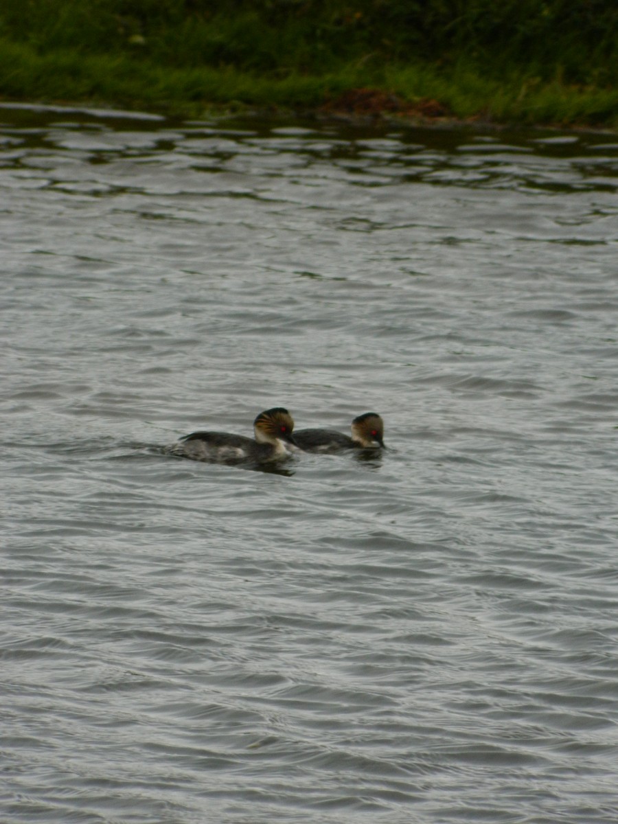 potápka stříbřitá - ML645620346