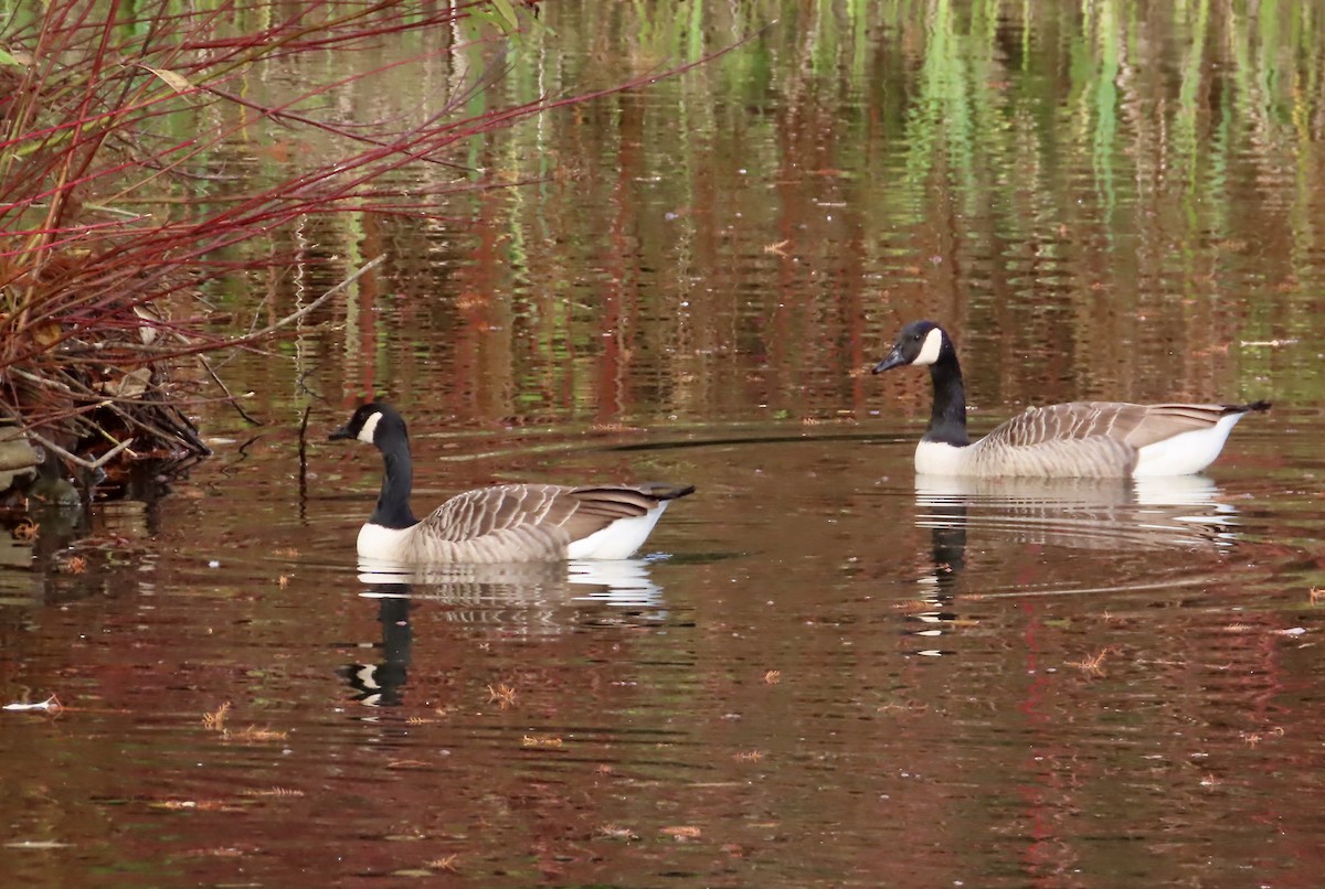 Oca canadese maggiore - ML645620349