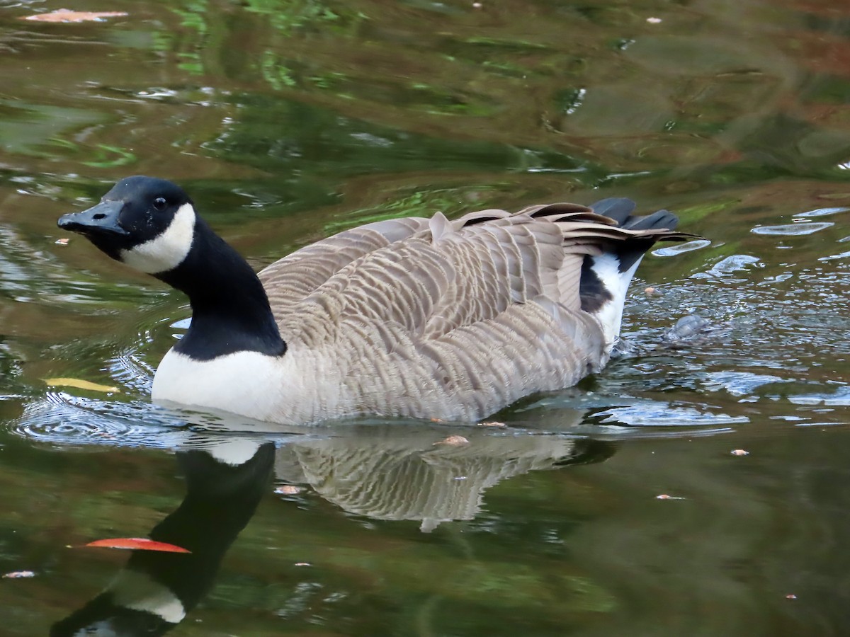 Oca canadese maggiore - ML645620350