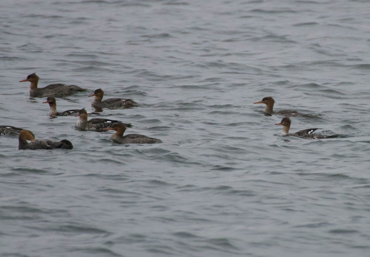 Smergo minore - ML645620353