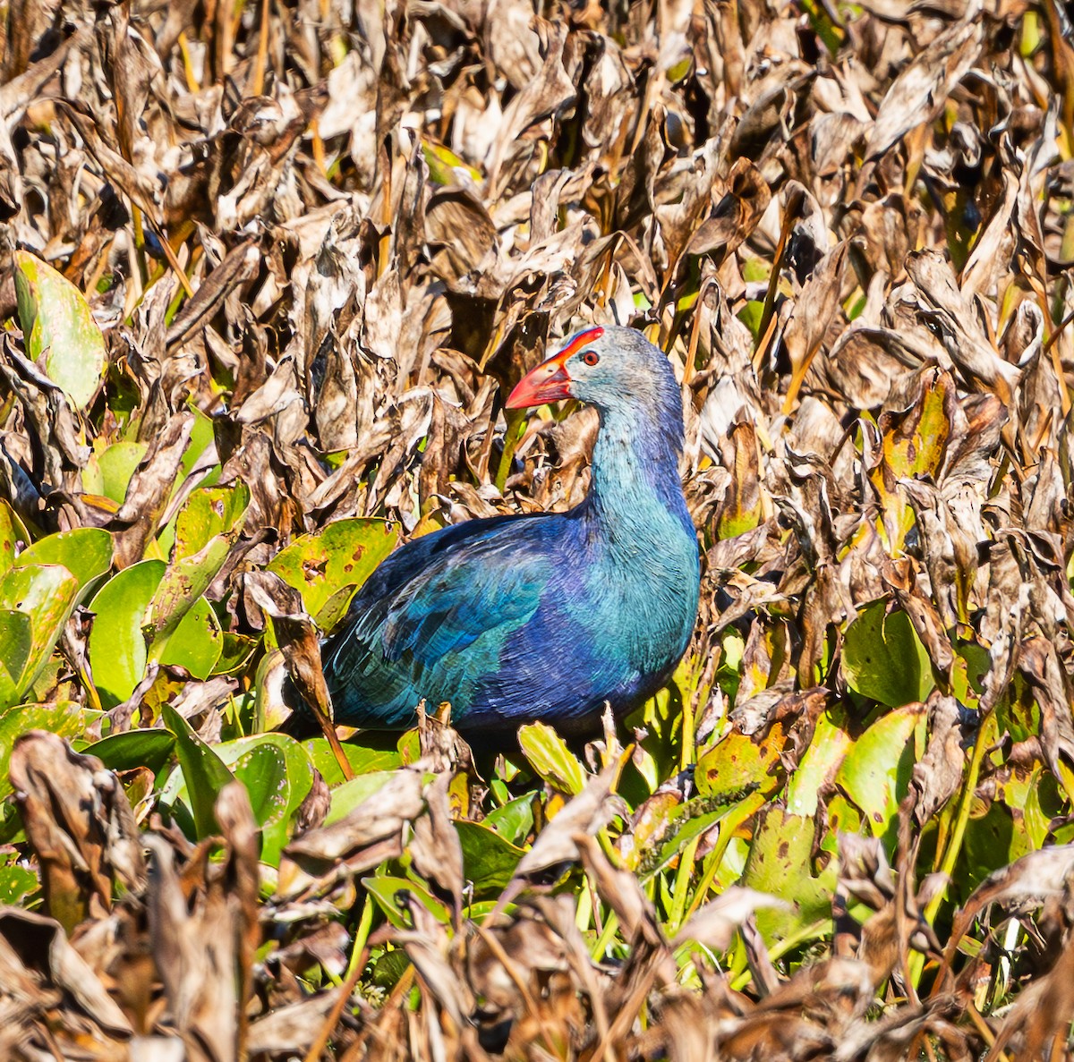 Uroilo urdin burugrisa - ML645620355