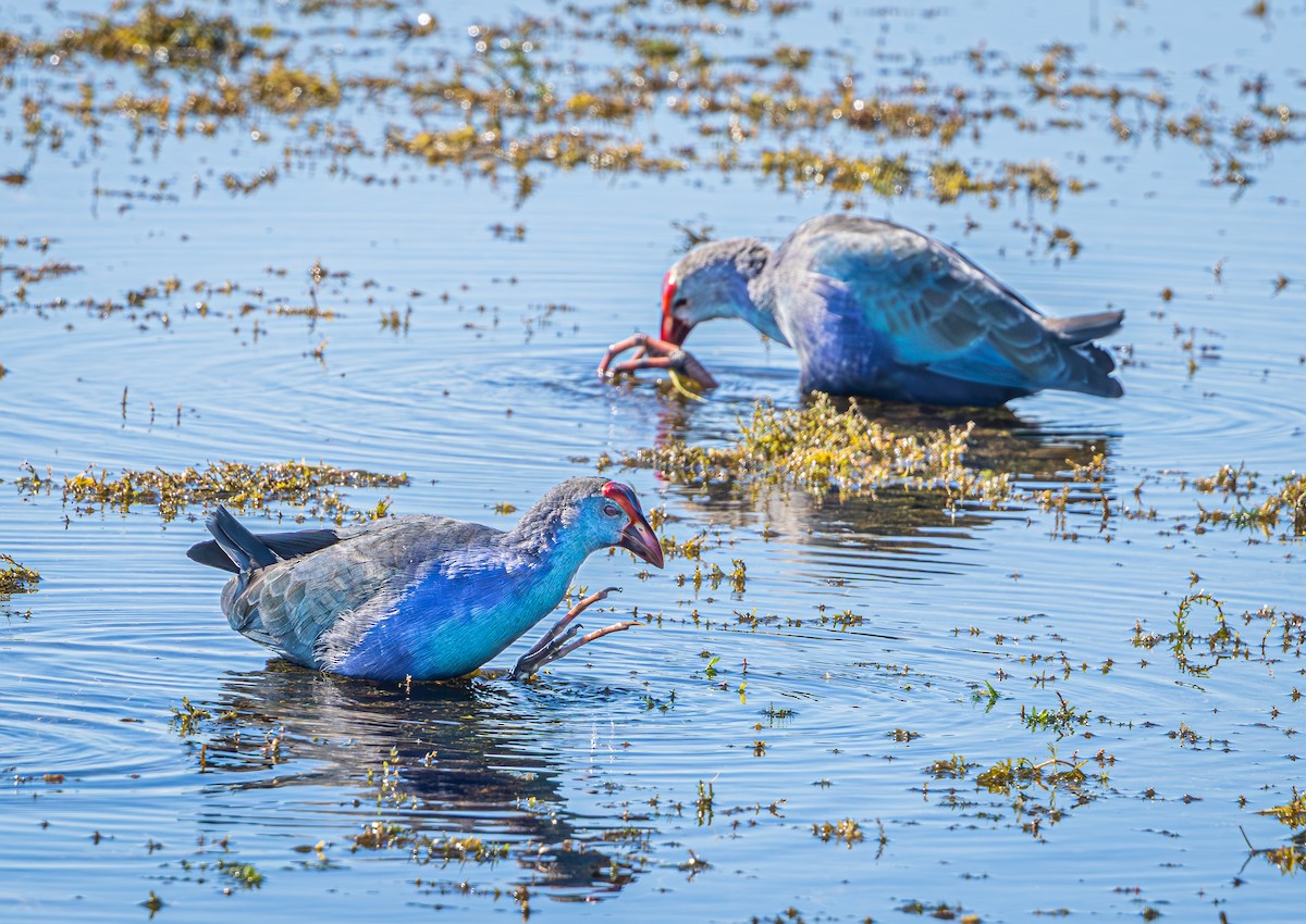 Uroilo urdin burugrisa - ML645620360